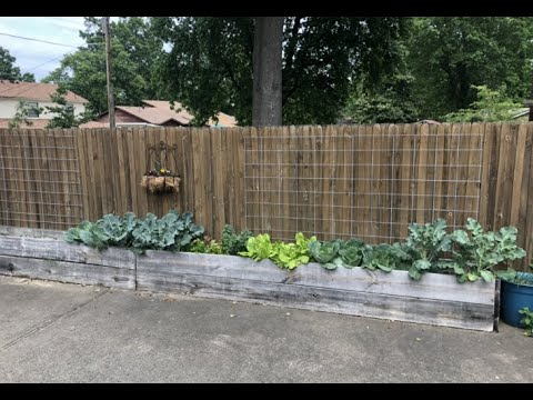 Video: Piemājas piepilsētas dārza priekšrocības - dārzkopības zināšanas