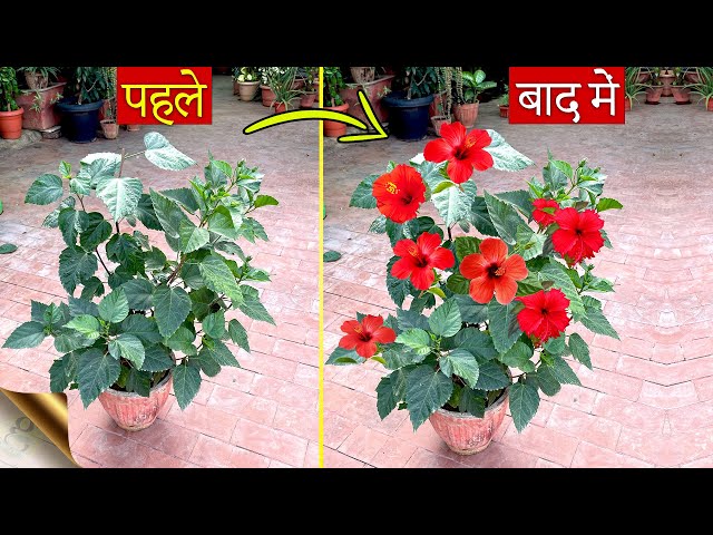 10 जैविक रहस्य – हिबिस्कस पौधे में अनगिनत फूल प्राप्त करें | Hibiscus Care Tips