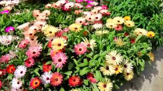 Beautiful Mesembryanthemum flowers | Ice plant