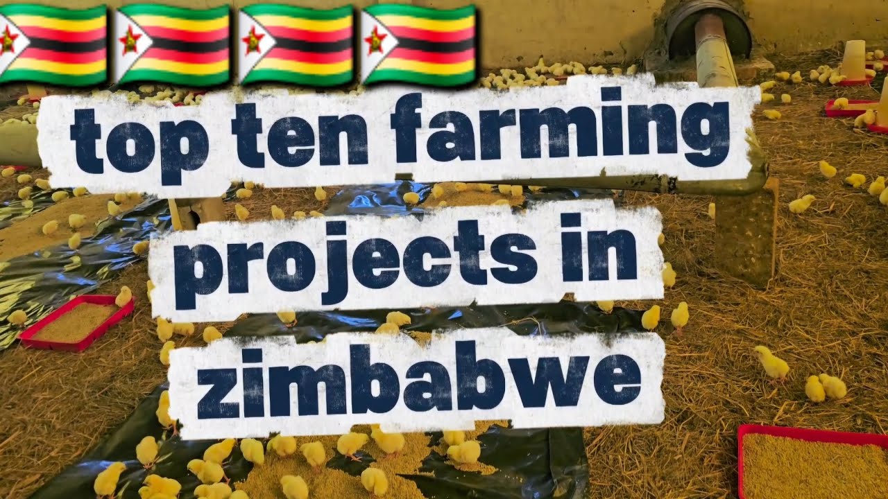 Top 10 Farming Projects In Zimbabwe