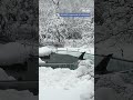Sea Lions in Central Park Zoo seemingly enjoy the snowfall