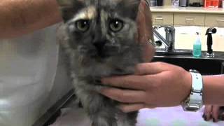 Animal Hospital of Eagle Glen - Mark Farrar DVM - Corona, CA