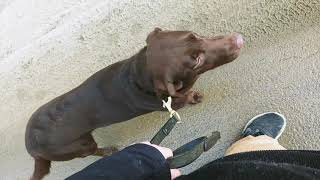 Ranger 1-23-2020 Basic Obedience Training - Blue Collar K9 Training Center