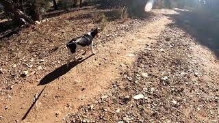 Walks with Trudy.