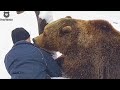 Яблоки на снегу и Андрей под боком🐻🍎❤️/Bear Mansur