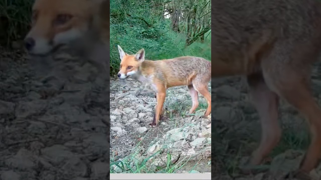Mr Fox 🦊 has pop around for 🦆