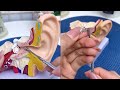 Reusable Spring Head Earwax Cleaner Review 2021- Does it Work?