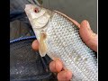 Angling escapades  epic river wye roach fishing
