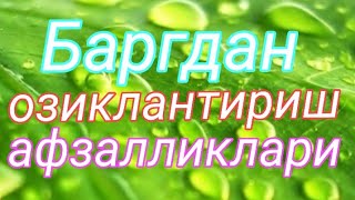 Баргидан озиклантириш нима учун керак ва унинг афзалликлари