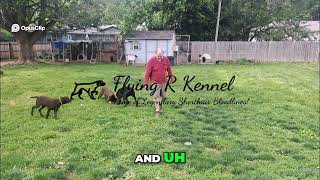 2 GSP liver solid pointer brothers available now! Huck Trained and Ready, Nitro is 5 mos. n ready!