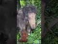 Why does this elephant have inches of horse hair?