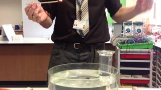 Year 8 noble gases