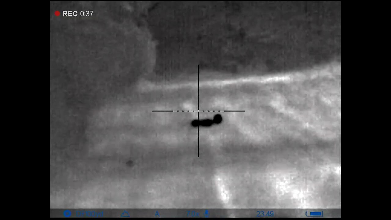 A bit of bait in the right place to stop Mr Fox