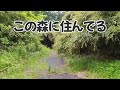 北海道から千葉の森に引っ越してきました。