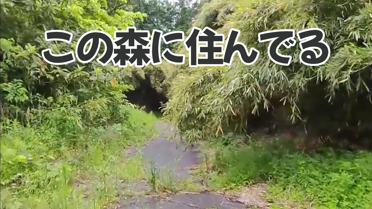 北海道から千葉の森に引っ越してきました。