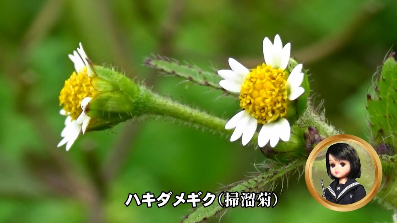 30秒の心象風景32615・かわいいけれど～ハキダメギク～