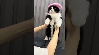 Sự so sánh độc đáo của Meowisthebest về S8 MaxV Ultra