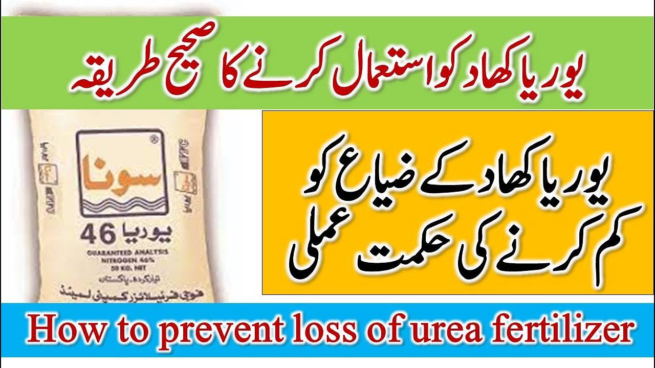 How to prevent loss of urea fertilizer | Best  method to use urea fertilizer | Dr. Jamil Shafi