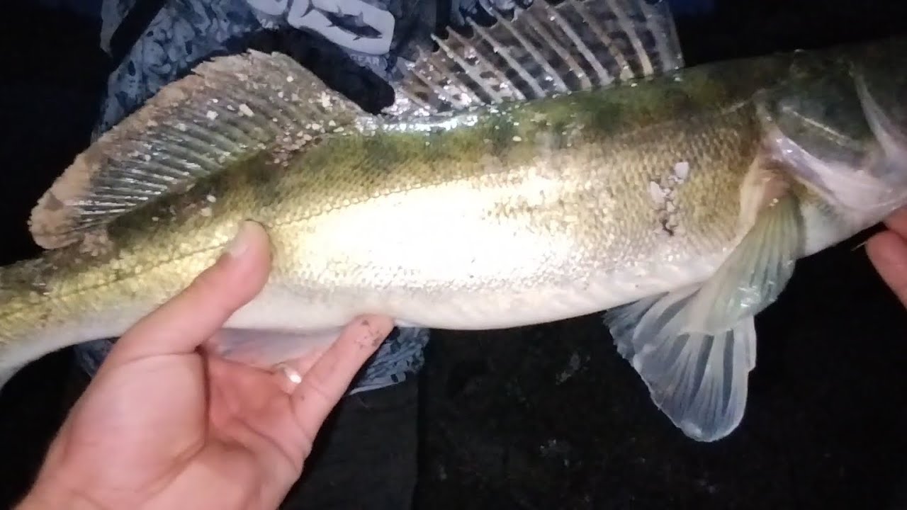 Edirne Sudak Avı /   #balıkçılık #fishing #balık #levrek #keşfet #edirne #spin #zander