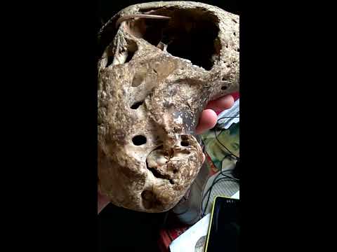 Skull of unknown creature (Russia, Adygea, local mountains), as is.