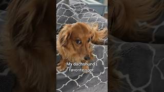 He can see and hear everything from this spot. 😆 #dogshorts #dachshund #cutedog