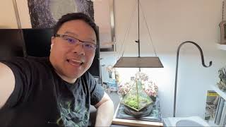 How to Grow Cephalotus follicularis On A Desk - Jeff Kung