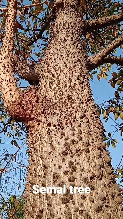 Semal tree #Semhar tree.# short video.