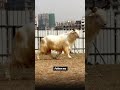 funny goat #funny_goat #goat #short #viral #bakra #whitegoat #animals