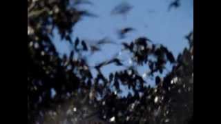 Purple Martins And 757 Highland Mall 7 31 13