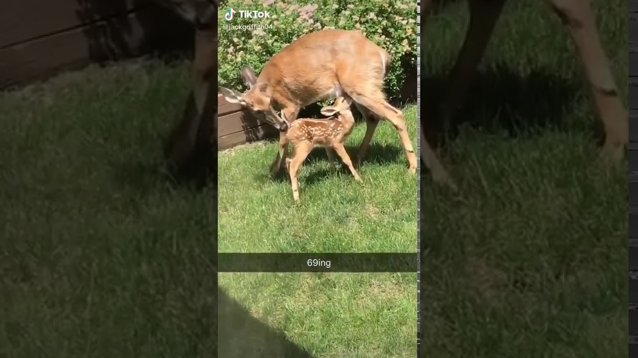 69ing - YouTube