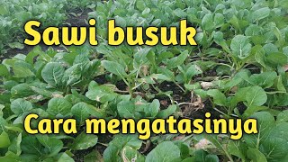 Penyebab sawi busuk & cara mengatasinya