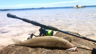 TOPWATER WHITING - huge whiting on the sand flats