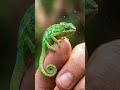 Tiny Panther Chameleon's Tongue Catch in Ultra Detail #chameleon #shorts