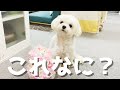 パパが手作りしたおもちゃがデカすぎて困惑する犬がめちゃくちゃ可愛い【マルチーズ】