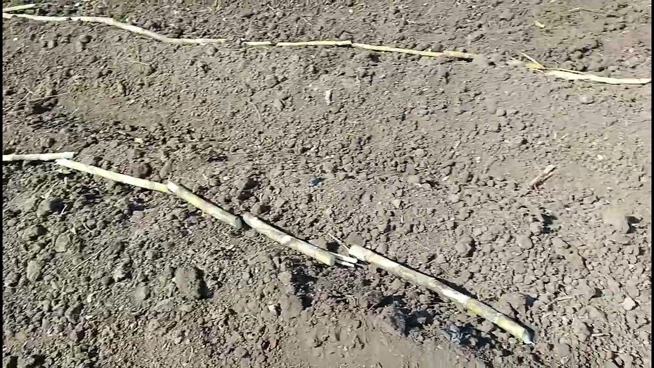 शेतामध्ये ऊस लावायचा 