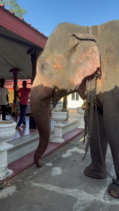 උදේනම ආවා #elephant #dalada #travel #love #animals #zoo #cute