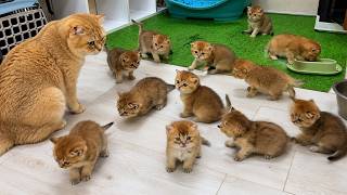 My Cats' Reaction to 10 Kittens Was Unexpected
