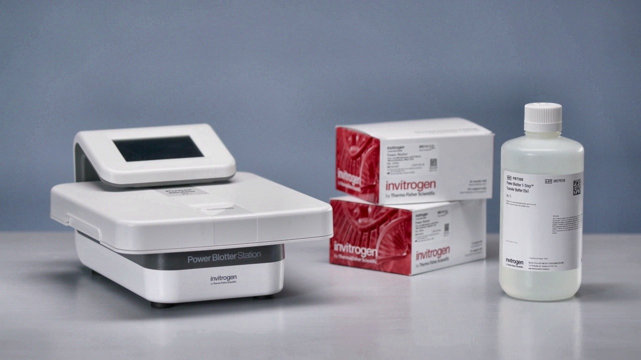 Быстрый полусухой перенос для вестерн-блоттинга | Power Blotter