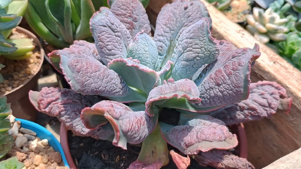 Atualização das suculentas estão lindas❤️
