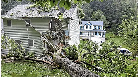 Dangerous Idiots Tree Felling Fails With Chainsaw - Tree Removal Fails and Tree Falling On Houses