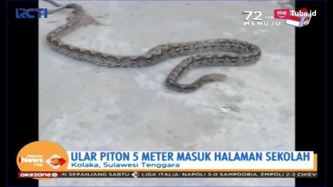 Gozal mushuklar bilan porno fotosuratlar saytlari Kiyimsiz qizlar va ular bilan jinsiy aloqa