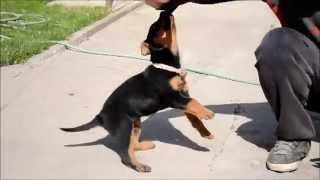 Rottweiler: Bite work with only 2.5 month :D