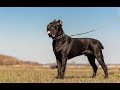 Cane Corso - Great Italian Mastiff