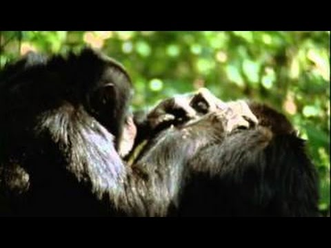 evolution-part-v-why-sex