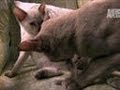 Tonkinese Kittens | Too Cute! の動画、YouTube動画。