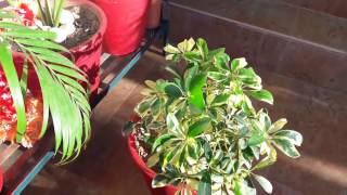 Care of Schefflera plant