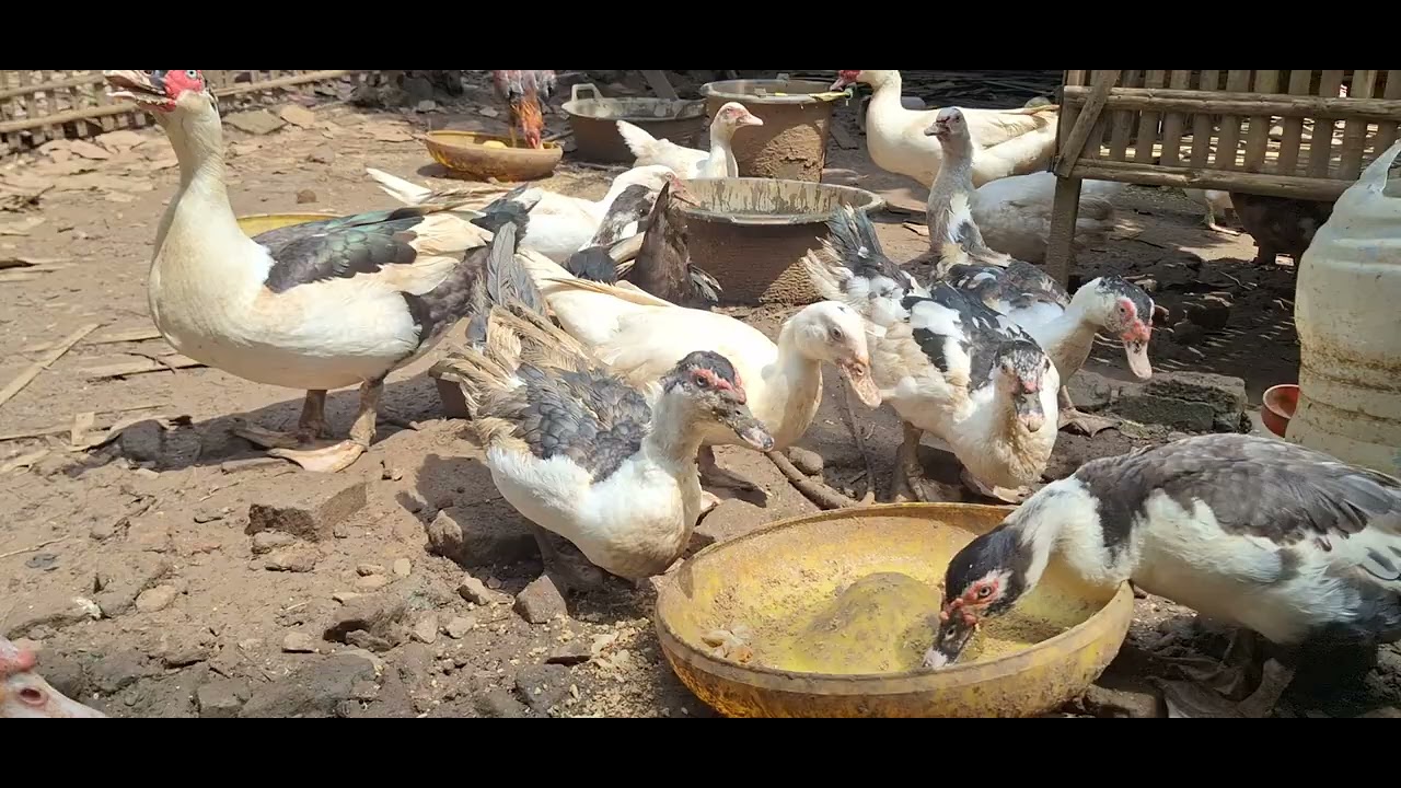 Rahasia Entok Bertelur Banyak: Ingin entok Anda bertelur banyak⁉️