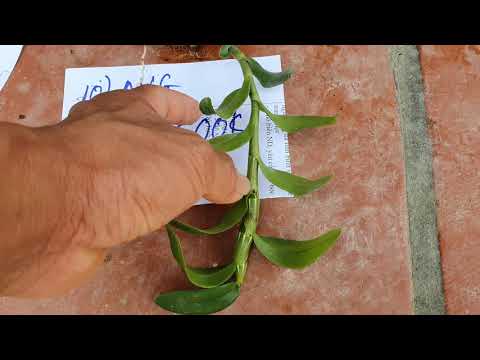 Video 11/5 EM MẠNH BÁN ÁM CỔ VĂN GIANG GIÁ RẺ PHỤC VỤ CÁC... - youtube