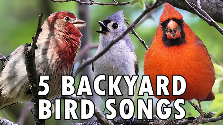 Learn 5 Common Backyard Bird Songs!