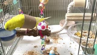 まるちゃん今日で49日になりました🌈 - YouTube